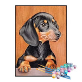 Kit de Pintura Numerada - Filhote Dachshund